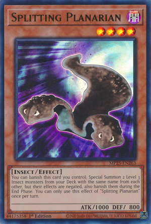 MP25-EN263 - Splitting Planarian